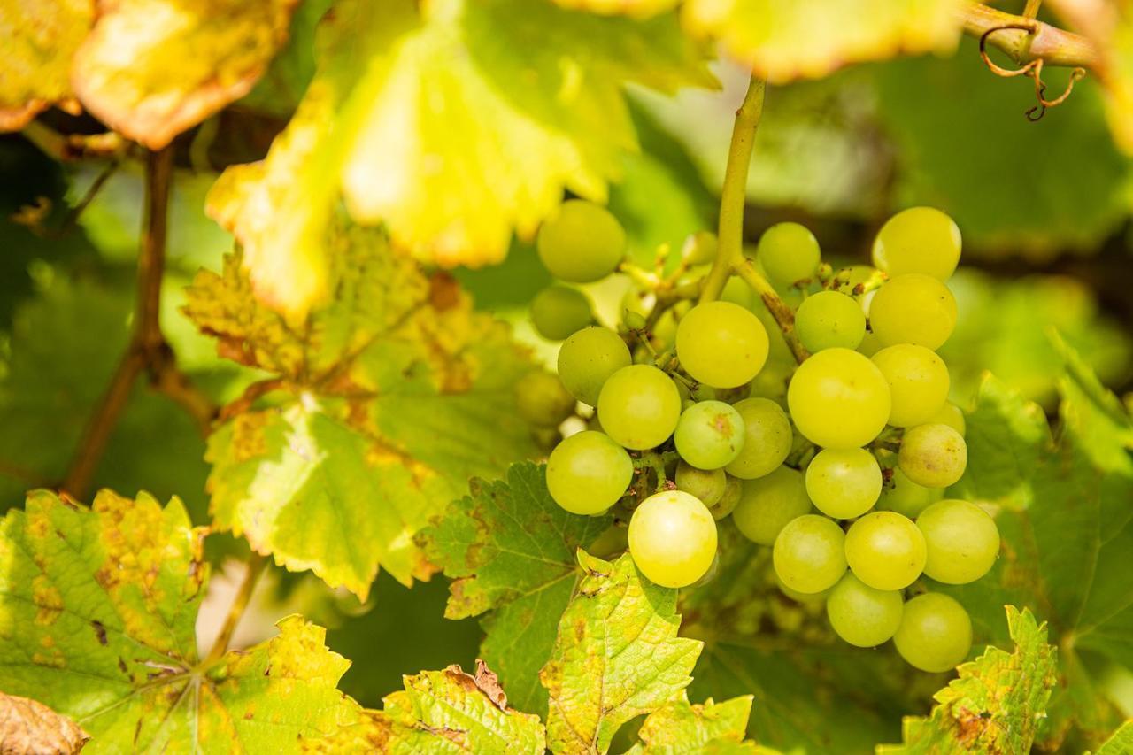 Le Grenier Du Photographe Apartment Kaysersberg-Vignoble Bagian luar foto